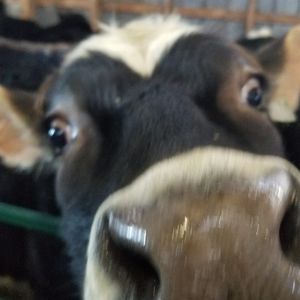 Meet your Posher, Monique